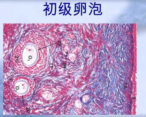 太原助孕试管私立机构：代生代怀服务详解与供卵地址选择